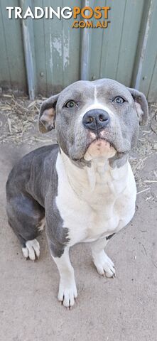 Blue and White 2 yo female American Staffordshire Terrier