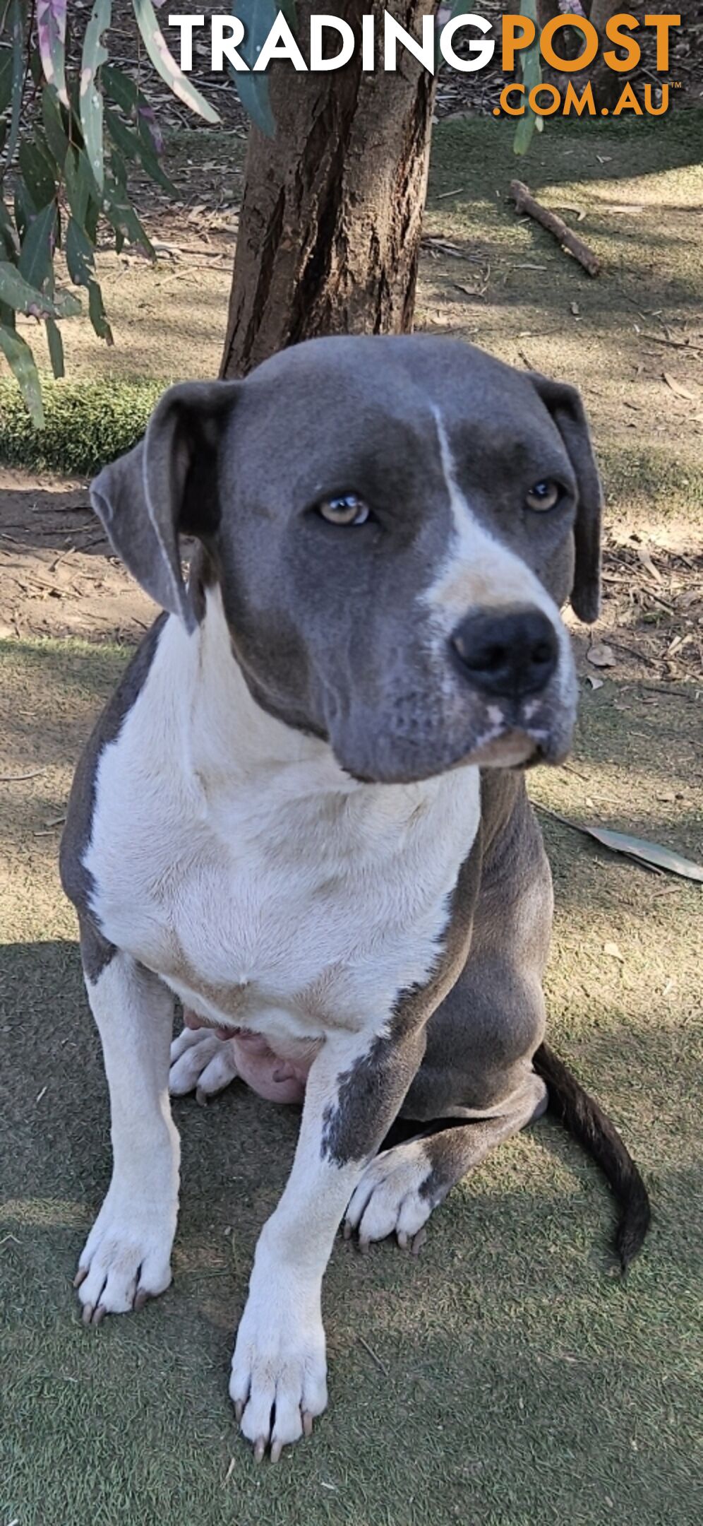 Blue and White 2 yo female American Staffordshire Terrier