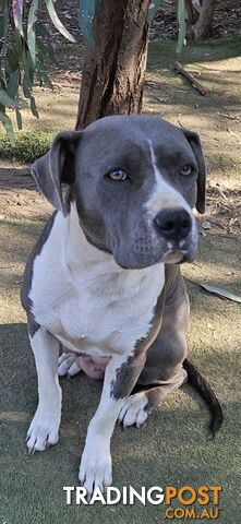 Blue and White 2 yo female American Staffordshire Terrier