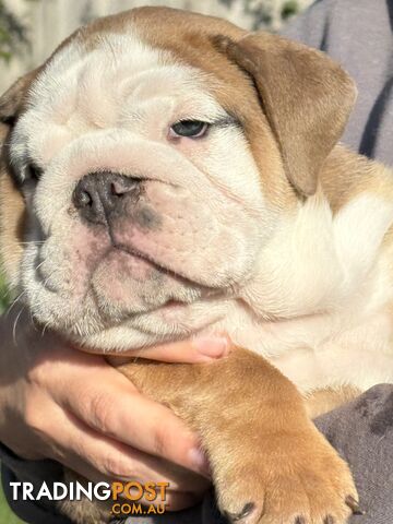 Stunning purebred, British bulldogs