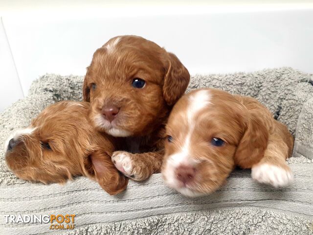 F1 Cavoodle puppies for Sale!