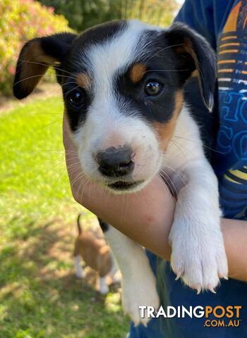 X Terrier Collie Pups