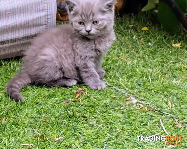 Beautiful british blue  shorthair