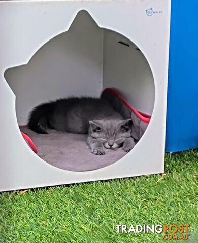 Beautiful british blue  shorthair