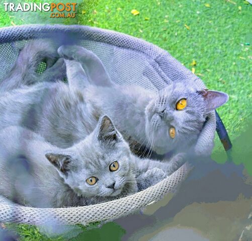 Beautiful british blue  shorthair