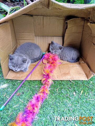 Beautiful british blue  shorthair