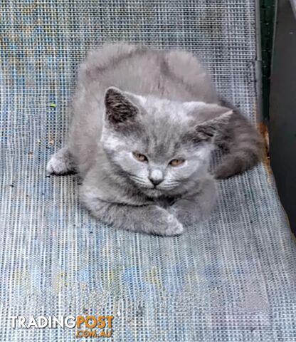 Beautiful british blue  shorthair