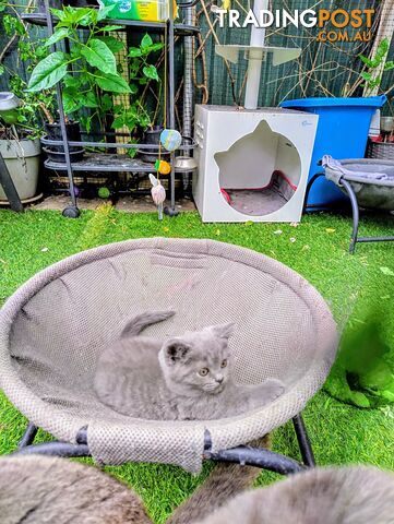 Beautiful british blue  shorthair