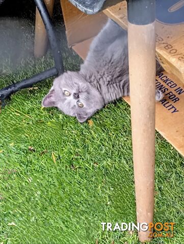 Beautiful british blue  shorthair