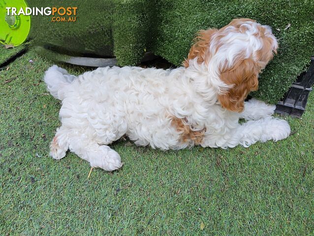 Straight coat and curly cavoodles