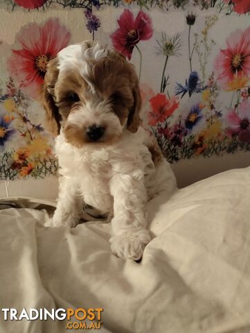 Straight coat and curly cavoodles