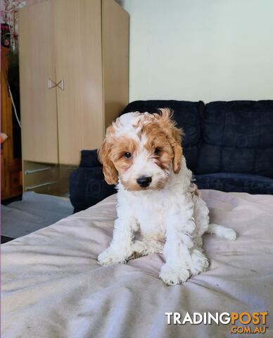 Straight coat and curly cavoodles