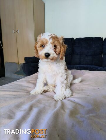 Straight coat and curly cavoodles