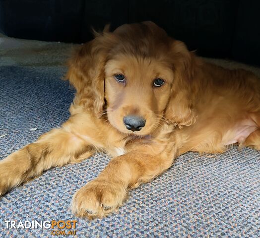 Straight coat and curly cavoodles