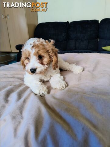 Straight coat and curly cavoodles