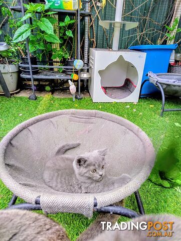 British blue shorthair  (Adorable )