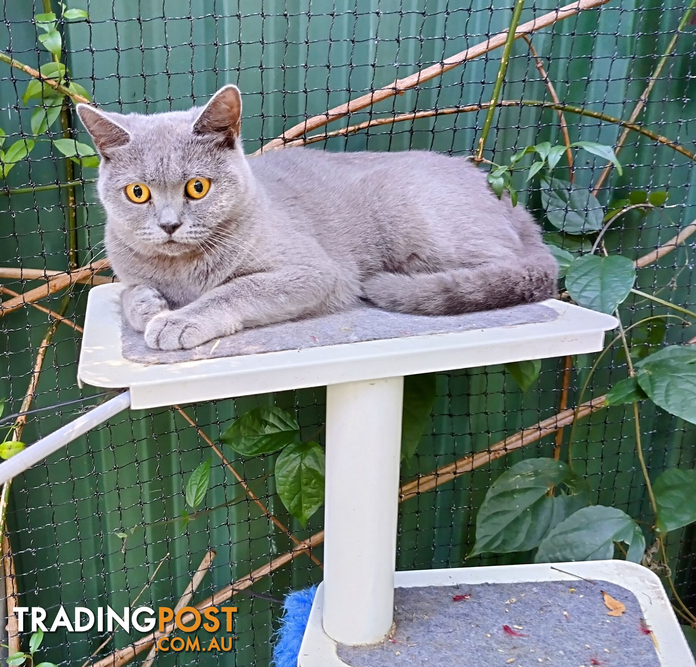 British blue shorthair  (Adorable )