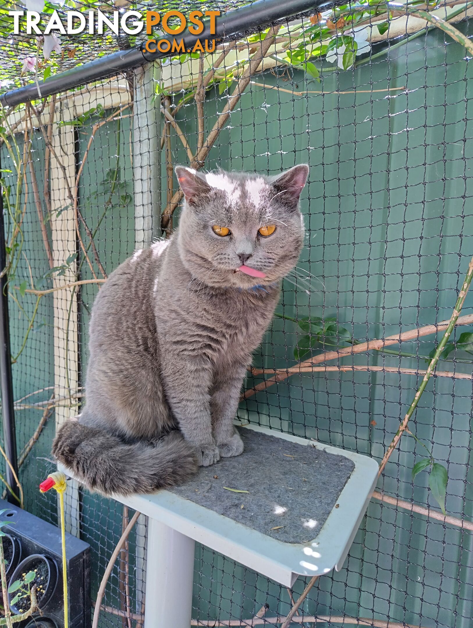 British blue shorthair  (Adorable )