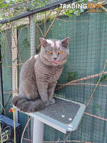 British blue shorthair  (Adorable )