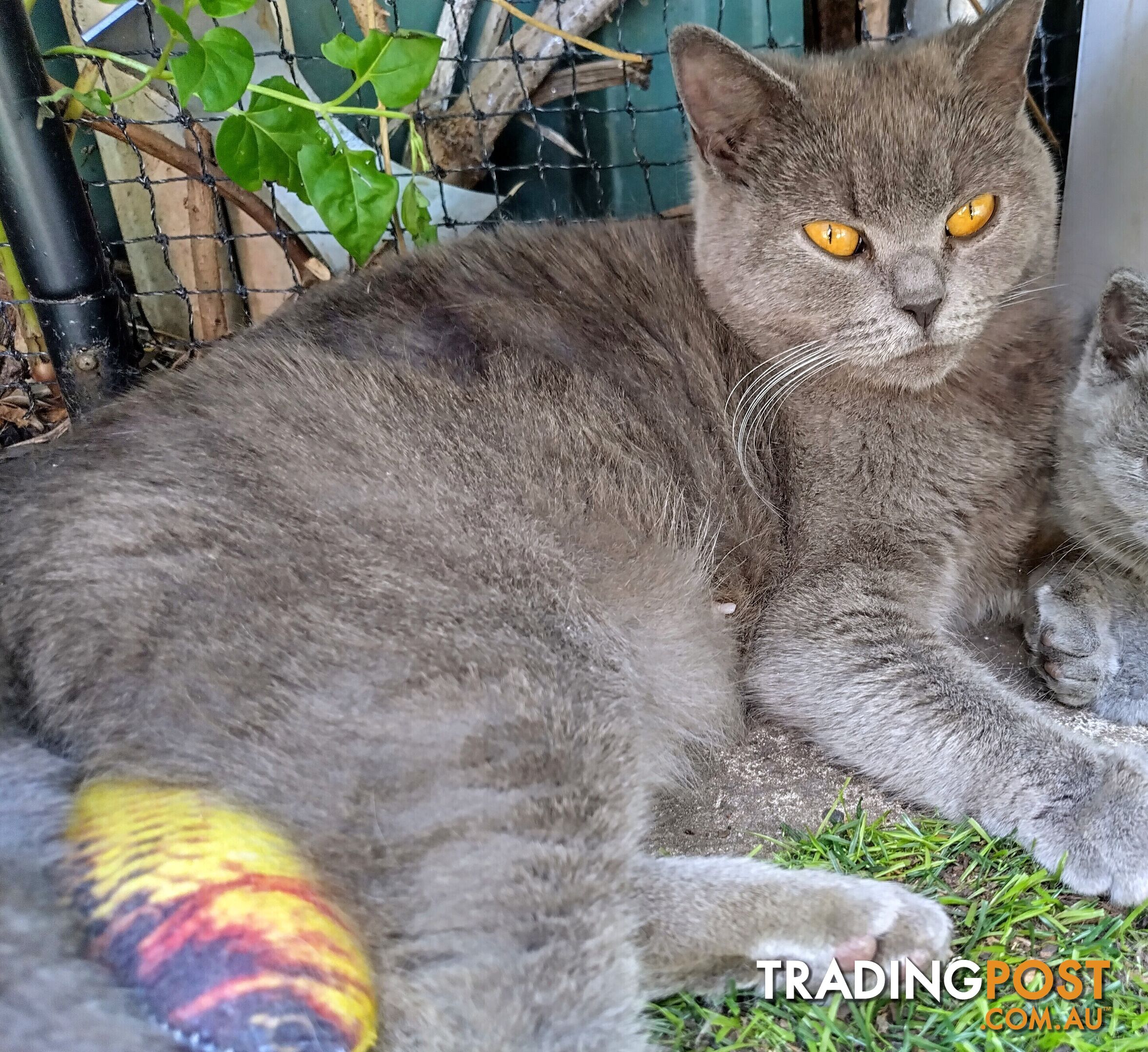 British blue shorthair  (Adorable )