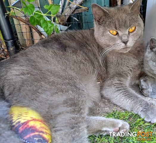 British blue shorthair  (Adorable )