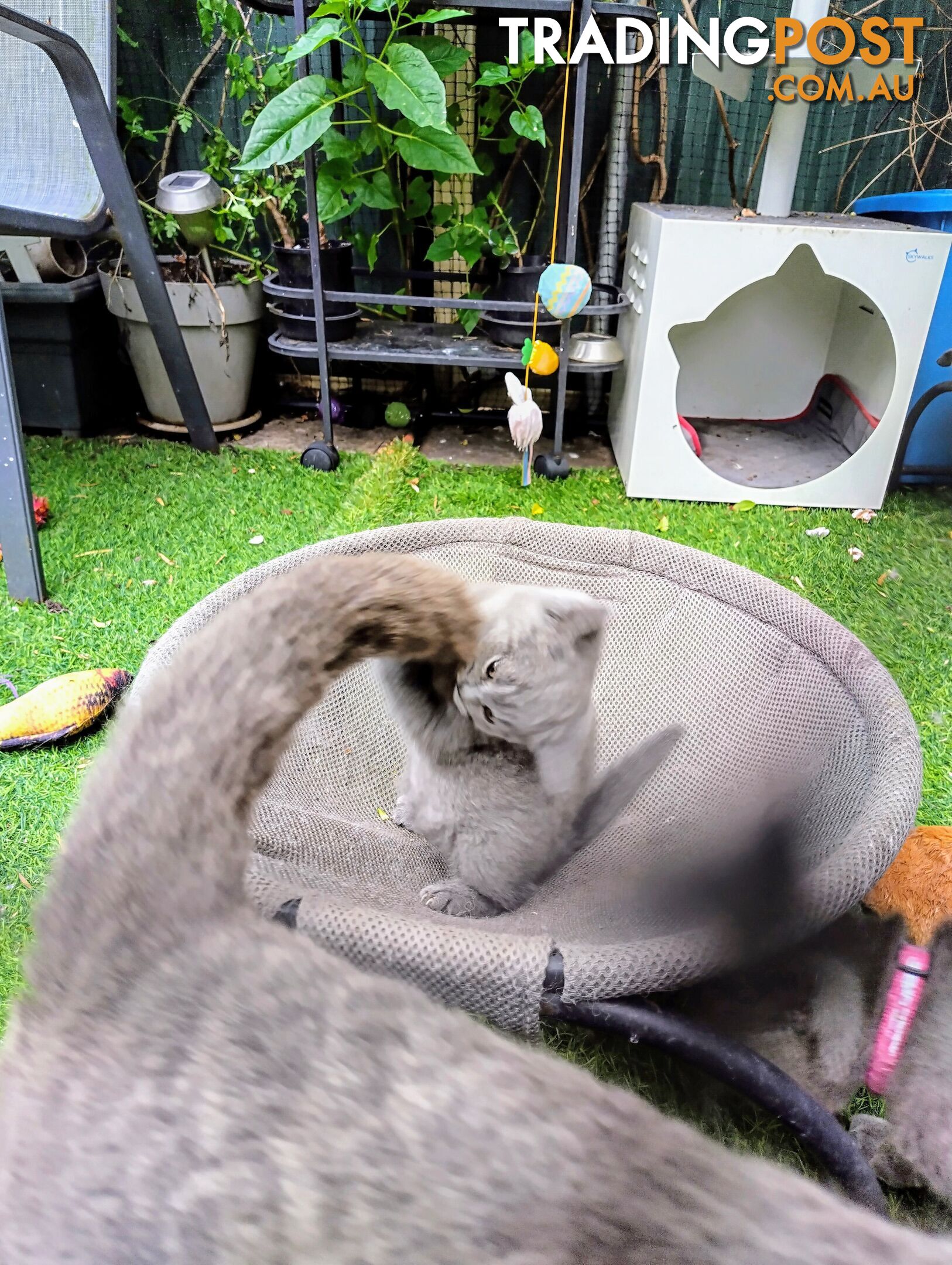 British blue shorthair  (Adorable )