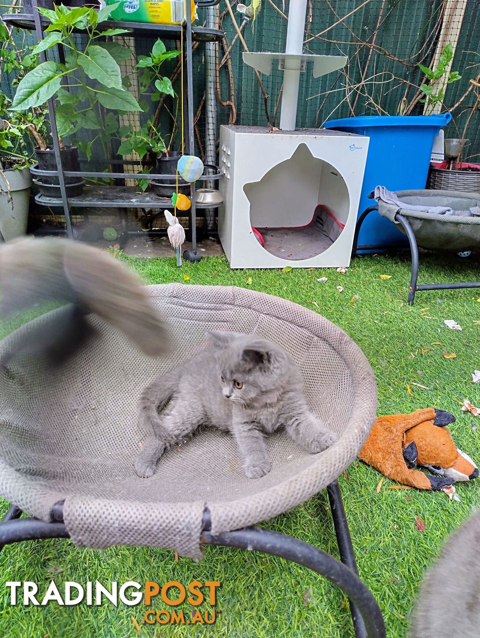 British blue shorthair  (Adorable )