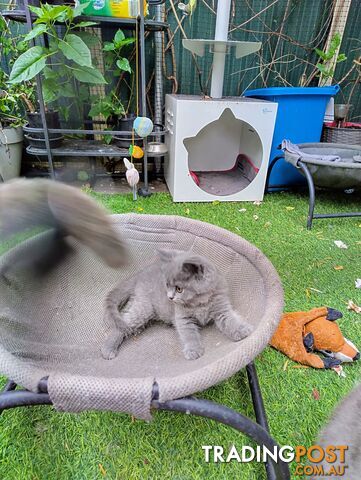 British blue shorthair  (Adorable )