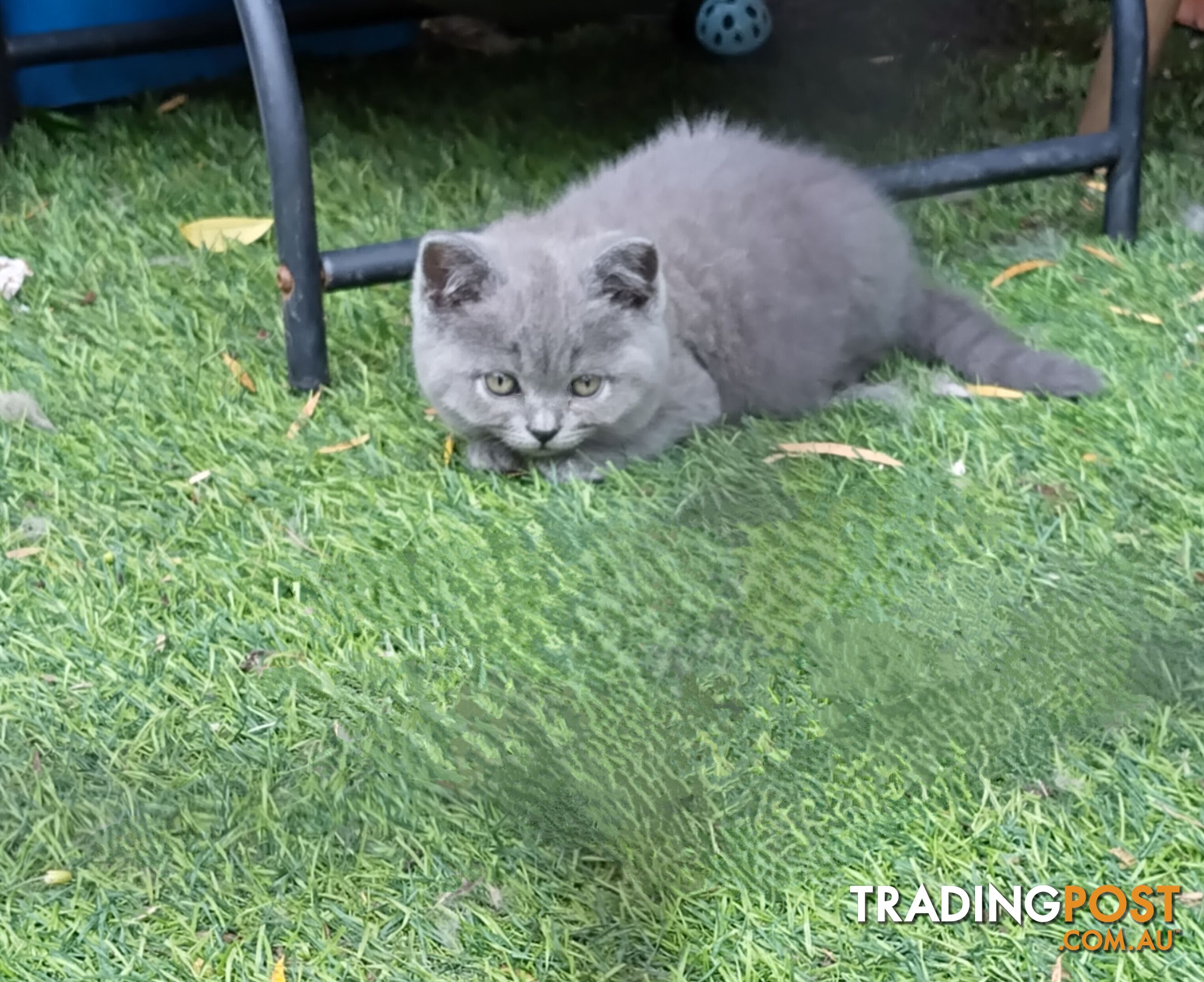 British blue shorthair  (Adorable )