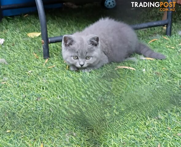 British blue shorthair  (Adorable )