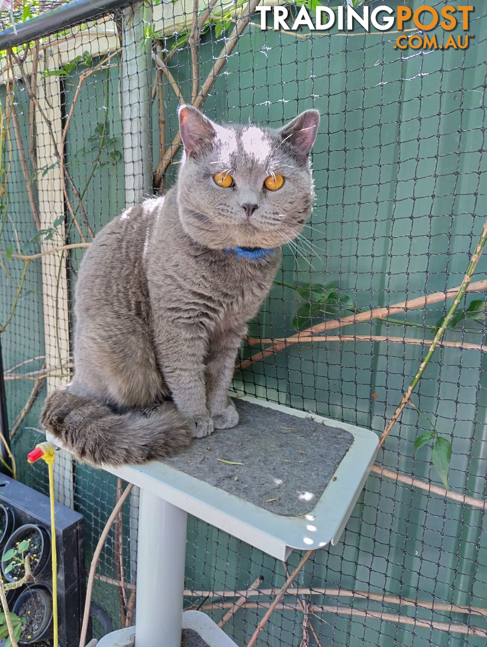 British blue shorthair  (Adorable )