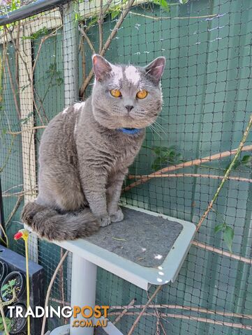 British blue shorthair  (Adorable )