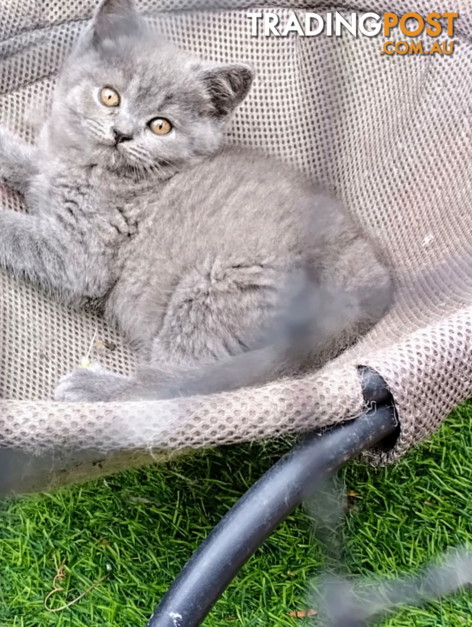 British blue shorthair  (Adorable )