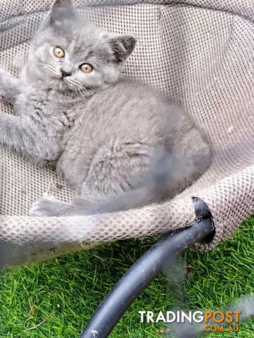 British blue shorthair  (Adorable )