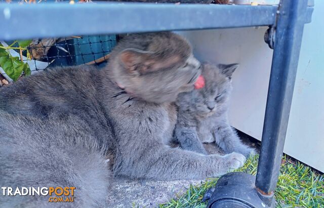 British blue shorthair  (Adorable )