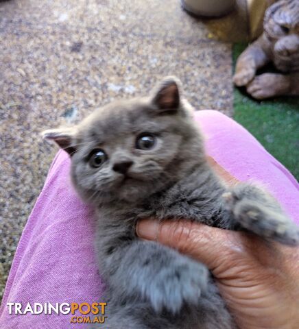 British blue shorthair  (Adorable )