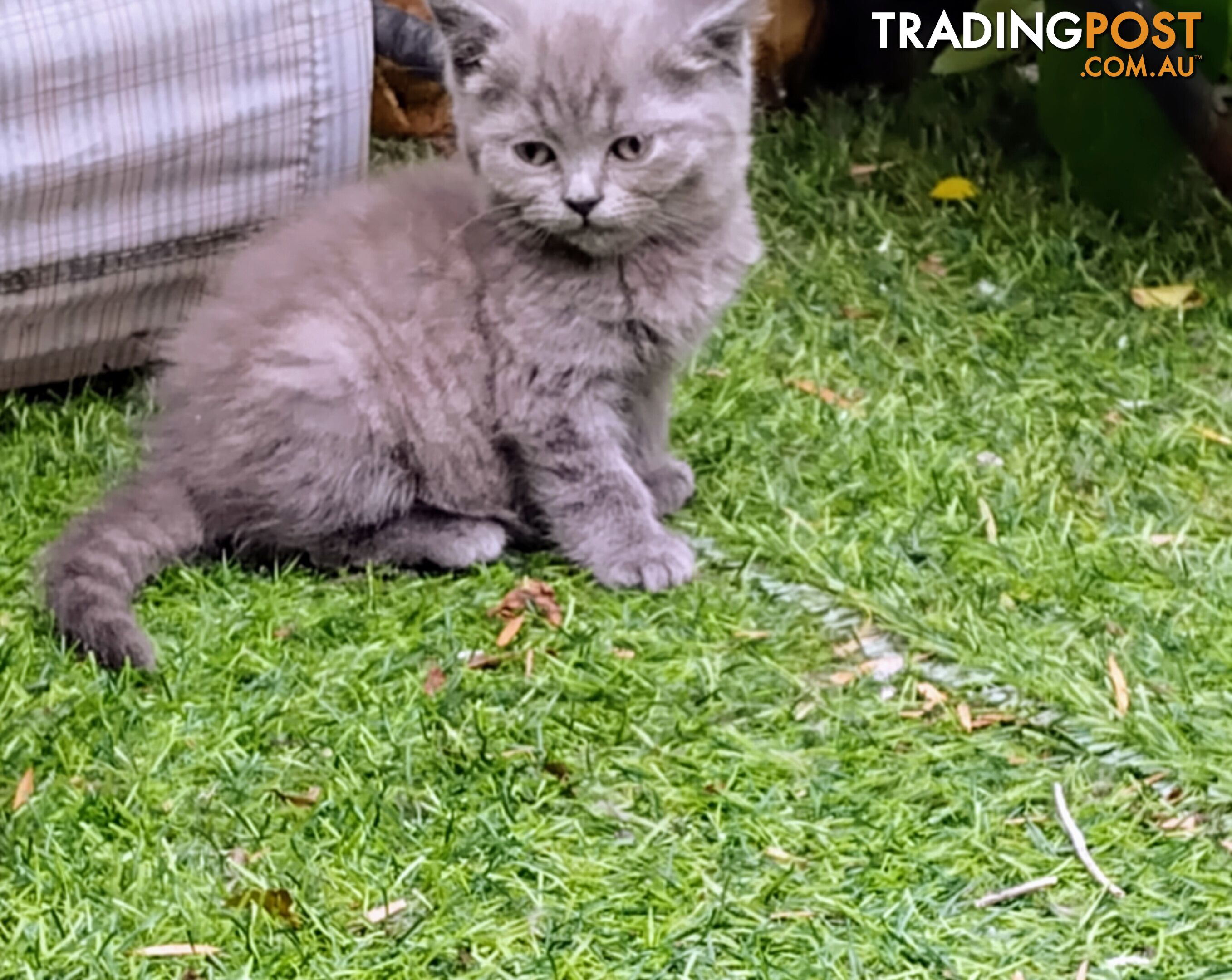 British blue shorthair  (Adorable )