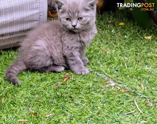 British blue shorthair  (Adorable )