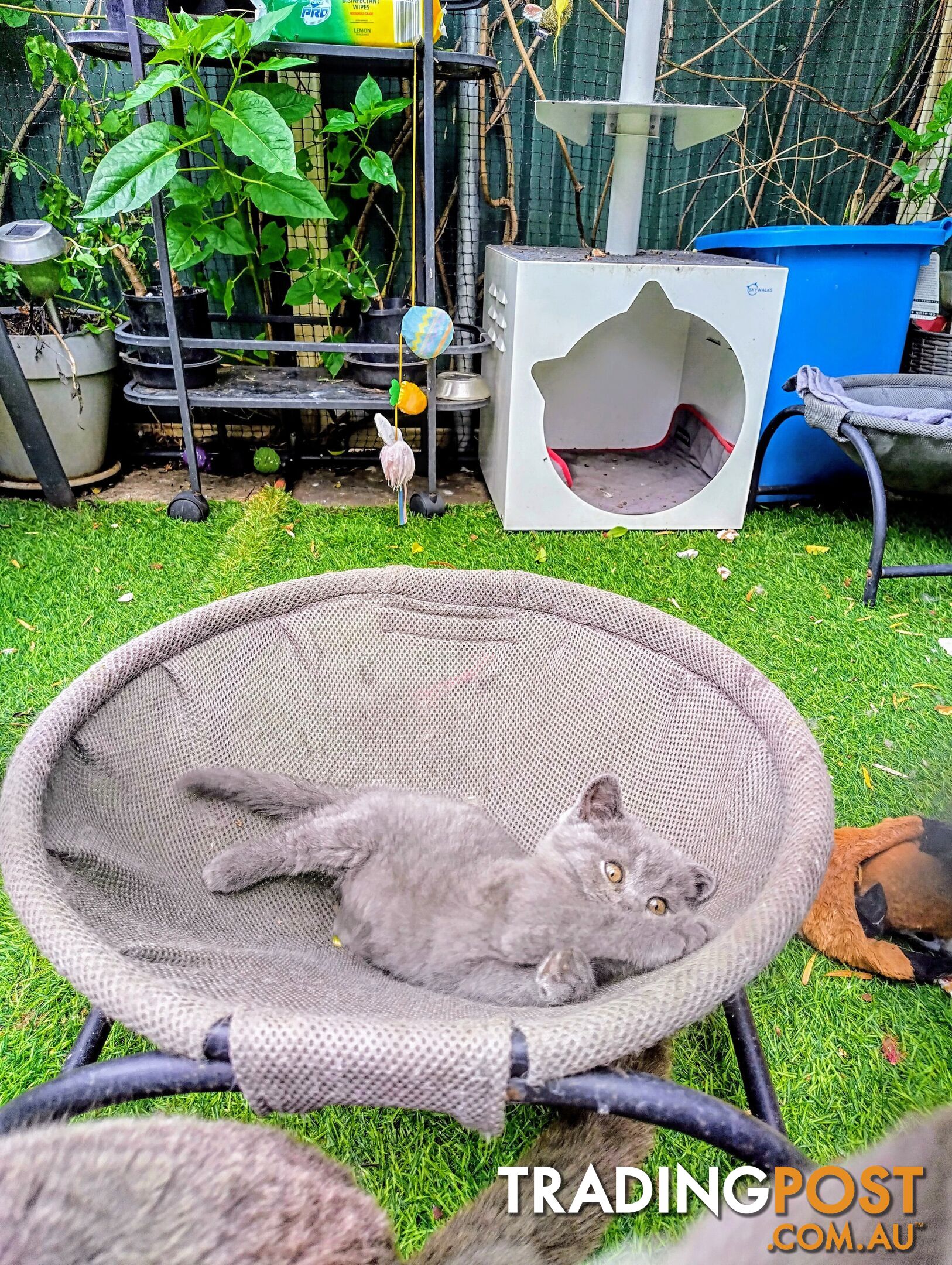 British blue shorthair  (Adorable )