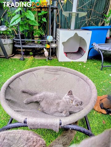 British blue shorthair  (Adorable )