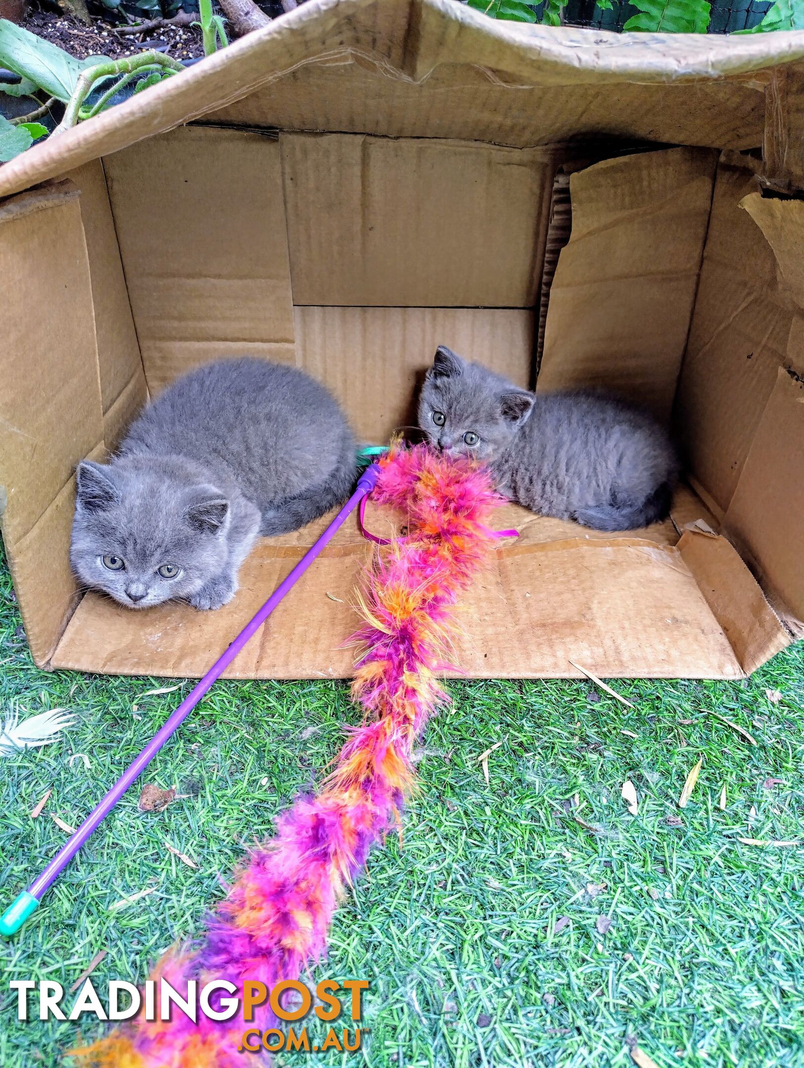 British blue shorthair  (Adorable )