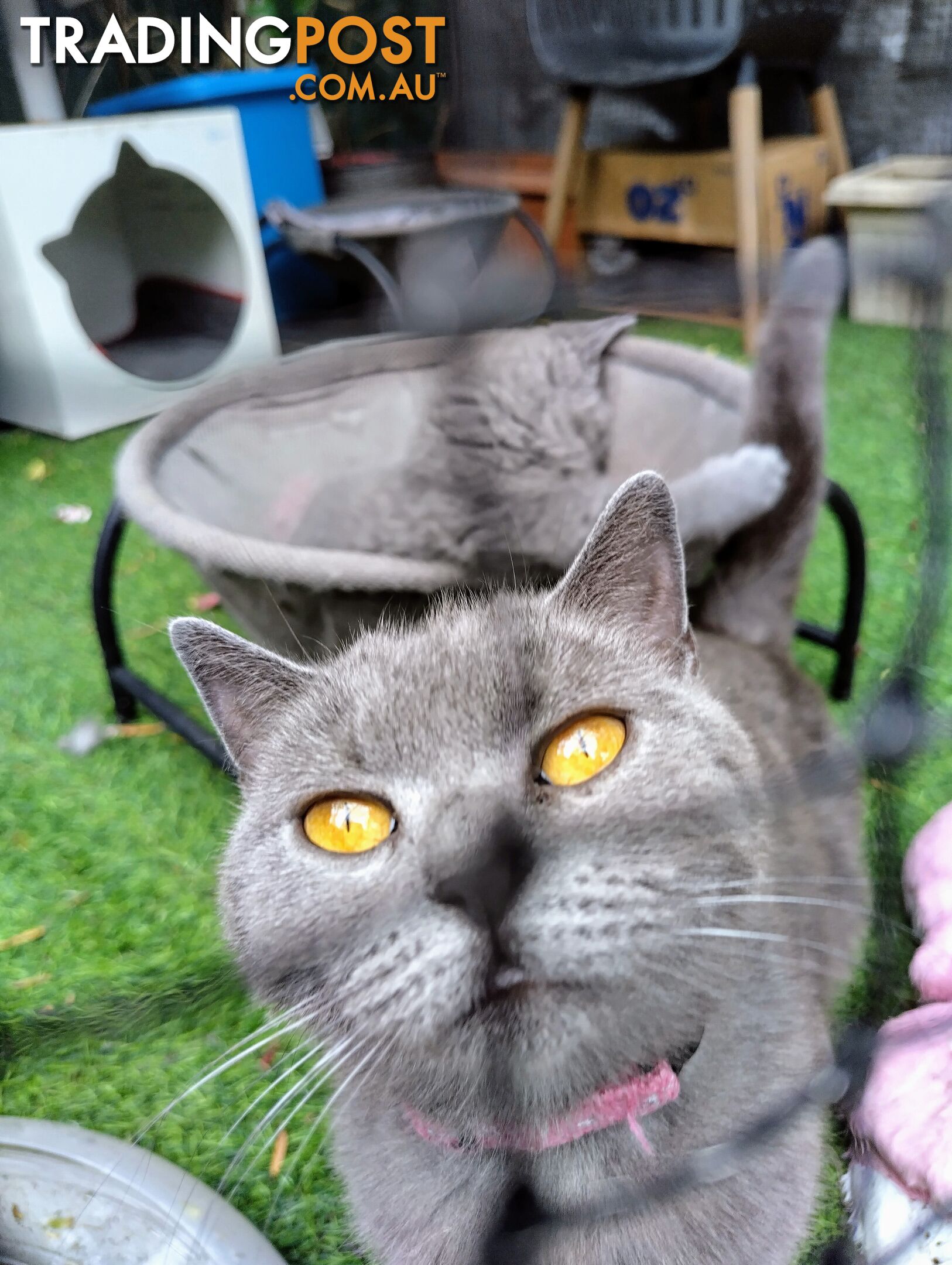 British blue shorthair  (Adorable )