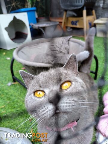 British blue shorthair  (Adorable )