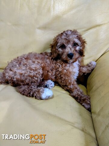 Miniature straight coat  and curly F2 cavoodles ( adorable )