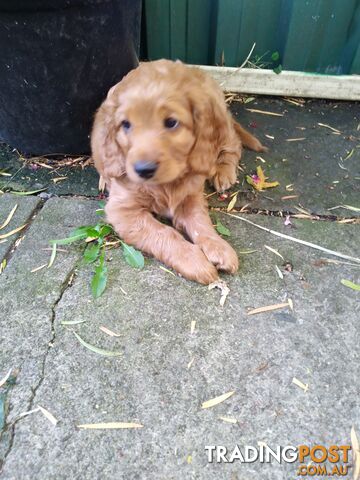 Miniature straight coat  and curly F2 cavoodles ( adorable )