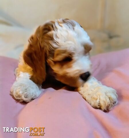 Cavoodles,cute,plump and playful