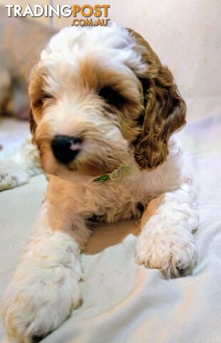 Cavoodles,cute,plump and playful