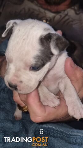 4 staffy pups 🐶 ❤️ american x english