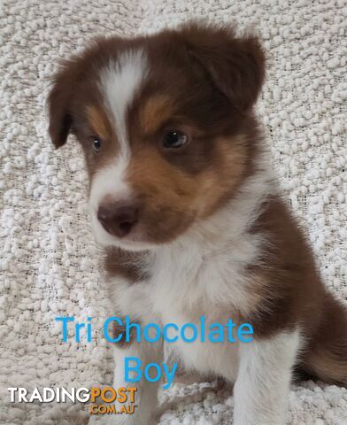 Tri Chocolate Border Collie puppies