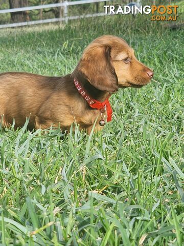 Miniature Dachshunds Longhair